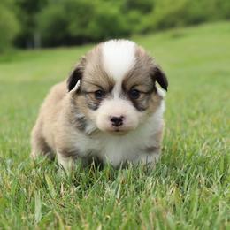 Toby - Red male Pembroke Welsh Corgi puppy in St. Charles, Iowa from Kim Boyle's Pembroke Welsh Corgis