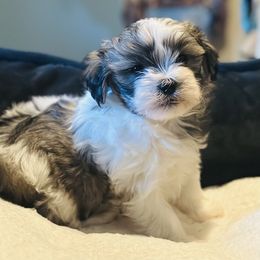 Shichon Puppies from Great Lakes Teddy Bear Dogs