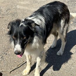 Dusty - Border Collie