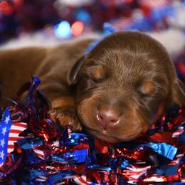 Boy 1 - Red and rust male Doberman Pinscher puppy in Overton, Texas from Obsidian Kennel