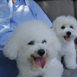 Bichon Frise and Havanese All Grown Up from Cambeas Puppies