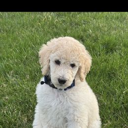 Poodle puppies from MizzElle’s Standard Poodles