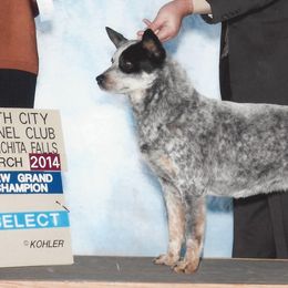 Australian Cattle Dog All Grown Up from Devon’s ACDs