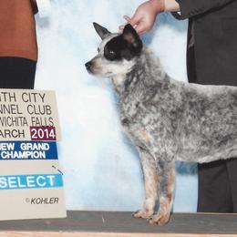 Australian Cattle Dog All Grown Up from Devon’s ACDs