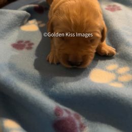 Golden Retriever Puppies from Golden Kiss Retrievers