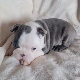 Male 1 - Blue male Boston Terrier puppy in Wilson, North Carolina from Chrysco Boston Terriers