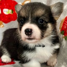BLACK Girl - Black and tan female Pembroke Welsh Corgi puppy in Acampo, California from Rees Corgis