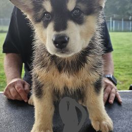 Alaskan Malamute Puppies from Coon Creek Alaskan Malamutes