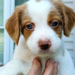 Blue Boy - Orange and white male Brittany puppy in Mertztown, Pennsylvania from Whispering Hills Gun Dogs