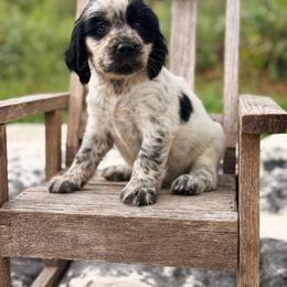 Franklin - Black and white male English Springer Spaniel puppy in Uvalda, Georgia from Willow Creek Farms