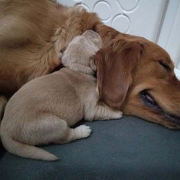 Golden Retriever Puppies from Sydney’s Goldens