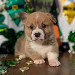 Alder - Red male Pembroke Welsh Corgi puppy in Columbus, Ohio from Rose Water Corgis in Ohio
