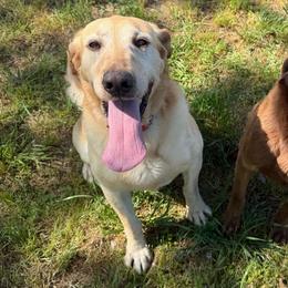 Sniper - Labrador Retriever