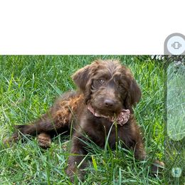 Aussiedoodle, Goldendoodle, and Labradoodle Puppies from Loving Doodle