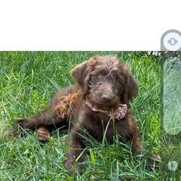 Aussiedoodle, Goldendoodle, and Labradoodle Puppies from Loving Doodle