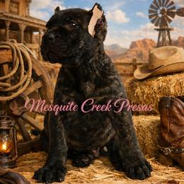 Cherokee - Tiger male Perro de Presa Canario puppy in Horizon, Texas from Mesquite Creek Kennels
