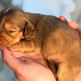Scottie - Cream male Dachshund puppy in Red Bluff, California from Down The Hill Potterdale