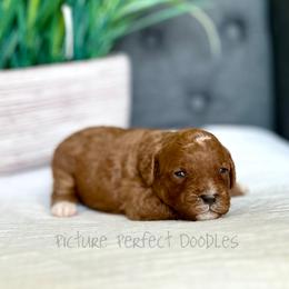 Pink Collar - Red female Cavapoo puppy in St George, Utah from Picture Perfect Doodles