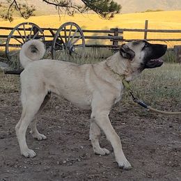 Leona - Fawn female Turkish Boz Shepherd puppy in Steamboat Springs, Colorado from Emerald Mtn Ranch LLC
