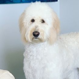 Goldendoodles from Guiness and Bailey's Doodle Den