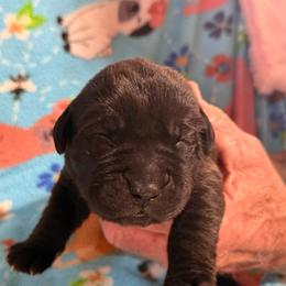 Green - Black brindle male Cane Corso puppy in Paris, Texas from Knucklehead Cane Corso