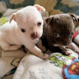 Remi - Cream and white male Chihuahua puppy in Orange, Texas from Tiny Paws from God