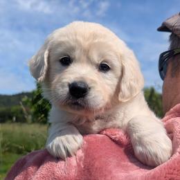 Pink - Light golden female Golden Retriever puppy in Roseburg, Oregon from Unbound Goldens