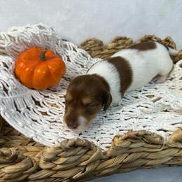 Boy 3 - Piebald male Dachshund puppy in Mesquite, Texas from AB Dachshund