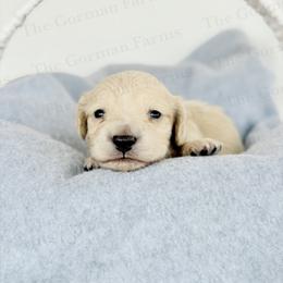 Cream Male - Cream male Dachshund puppy in Greenville, North Carolina from The Gorman Farms