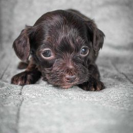 Audi - Brown and white female Cockapoo puppy in Ellensburg, Washington from Dawn to Dusk Cockapoos