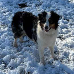 Australian Shepherd puppies from Kamm's Aussies