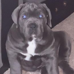 Cane Corso Puppies from Forza Cane Corso