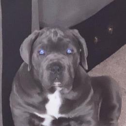 Cane Corso Puppies from Forza Cane Corso