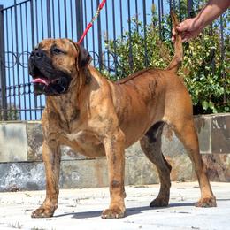 Bellota - Tiger female Perro de Presa Canario puppy in Tickfaw, Louisiana from La Fundación K-9