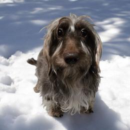 Mocha - Dachshund