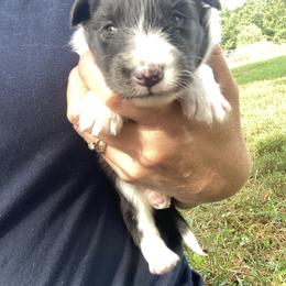 Moonlight - Black and white female Shetland Sheepdog puppy in Commiskey, Indiana from Windy Haven Farm