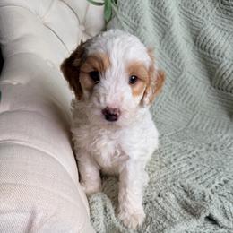 Benedict - Parti male Goldendoodle puppy in Barstow, California from Golden Desert Doodles
