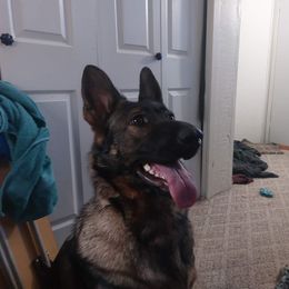 German Shepherd All Grown Up from Dusty Gallegos' German Shepherd Dogs
