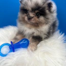 Gucci - Blue merle male Pomeranian puppy in Brentwood, California from Royalpawpoms