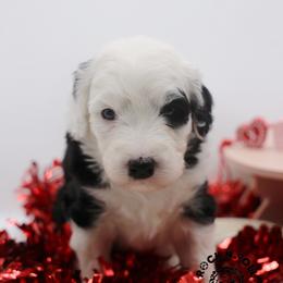 Hyacinth Bridgerton - Black and white female Sheepadoodle puppy in Edmond, Oklahoma from Rock N Roll Doodles