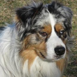Jax - Australian Shepherd