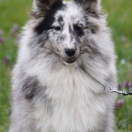 Shetland Sheepdog All Grown Up from Odyssey Shetland Sheepdogs
