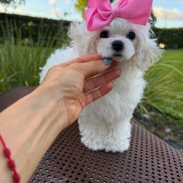 Korean doll 6000 - White female Maltese puppy in Miami, Florida from Natalias Tiny Puppies