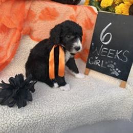 Purple - Black and white female Sheepadoodle puppy in Whittier, California from HOUSE OF DOODLES