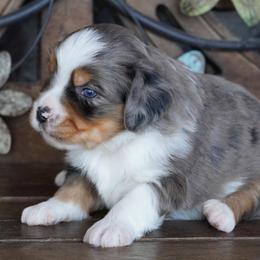 Girl 2 - Blue merle female Miniature Australian Shepherd puppy in Lawton, Oklahoma from Lindsey’s Aussies