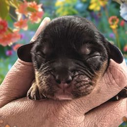 Sweet Caroline - Black and tan Cavalier King Charles Spaniel puppy in Kewaskum, Wisconsin from Moon Dream Cavaliers