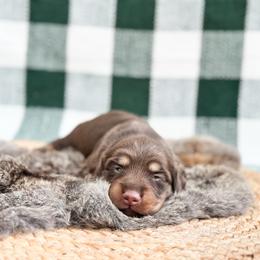 Maple pie - Chocolate and tan female Dachshund puppy in Salters, South Carolina from Long-Pine Dachshund