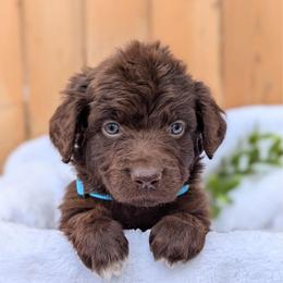 Light blue - Brown and white female Aussiedoodle puppy in Coulee City, Washington from Mr and Mrs Doodle Farm