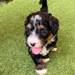Petal - Tri-color female Bernedoodle puppy in Royse City, Texas from Platinum Bernedoodles of Texas