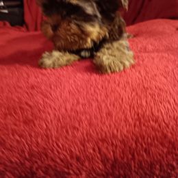 Yorkshire Terrier Puppies from Animal House